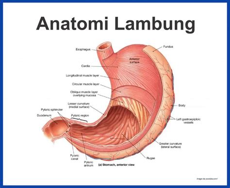 Memahami Anatomi Fisiologi Sistem Pencernaan Manusia | Nerslicious