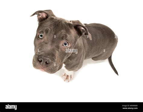 Cute american bully puppy with blue eyes looking up seen from a high ...