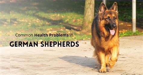 German Shepherd Dog Common Health Issues and Problems