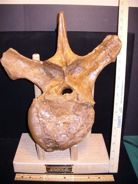 Hadrosaur (Duckbill Dinosaur) Back Vertebra (113621a)* “SPECIAL - BELOW ...