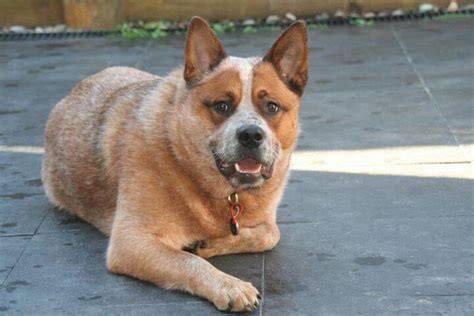 Buddy Dog our 'purple ' Heeler | Red heeler, Heeler, Dogs