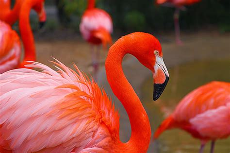 JaredDavidsonPhotography: Flamingos at Fort Worth Zoo