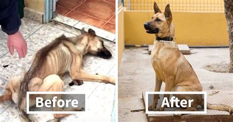 18 Incredible Dog Transformations From Before And After Adoption