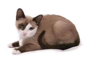 Snowshoe Cat Breed Information