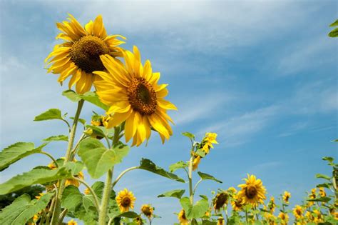 Champ de tournesols Alsace, Plants, Sunflower Fields, Sunflowers ...