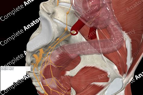 Ganglion impar | Complete Anatomy
