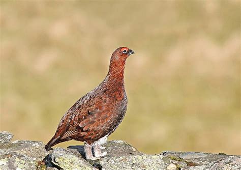 Red Grouse | Grouse, Wildlife, Inspirational tattoos