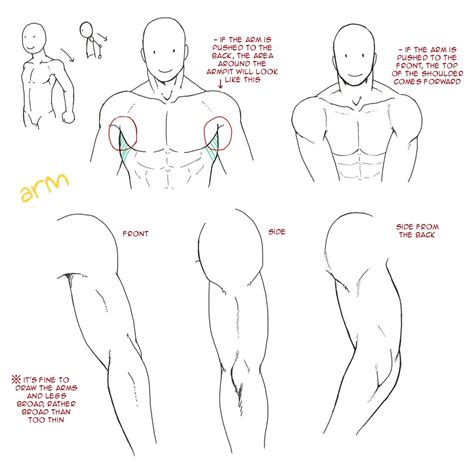 muscle tutorial | Drawing tutorial, Art reference, Anatomy drawing