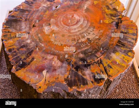 Cross section view of petrified log - Arizona, USA Stock Photo - Alamy