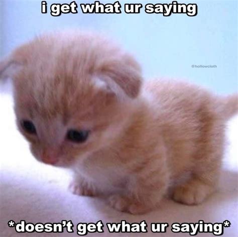 i get what ur saying (doesnt get what ur saying) | Silly cats pictures, Cat memes, Funny cute cats