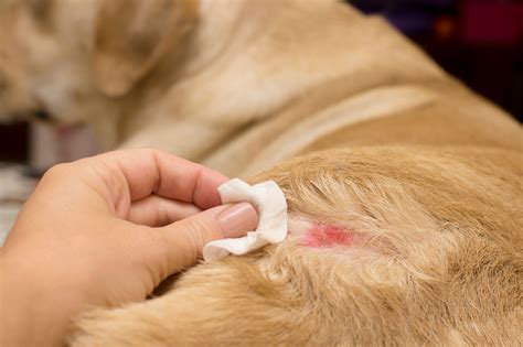 Pyoderma In Dogs: What Every Owner Needs to Know | MIDOG TEST