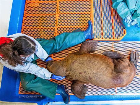 Abandoned walrus pup given constant cuddles to keep him alive | The ...