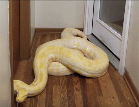 My kinda overweight banana snake (burmese python) who acts like a ball ...