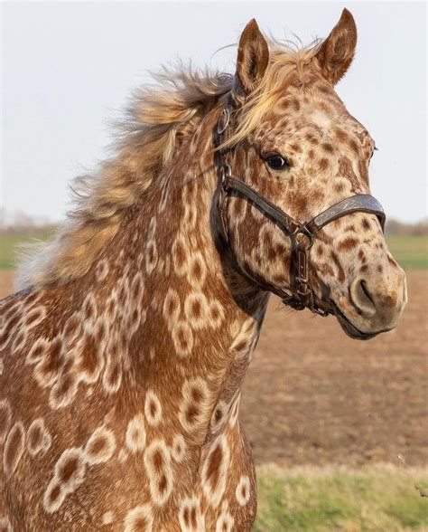 Peacock leopard Appaloosa | Rare horses, Most beautiful horses, Unusual ...