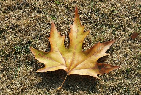 Chinar leaf | avtarkaul | Flickr