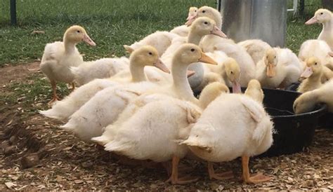 Fresh Duck Eggs Can Provide A Supplemental Income - Hobby Farms