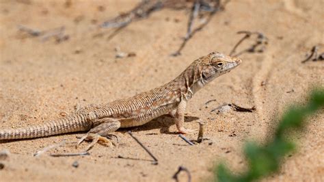 How lizards keep detachable tails from falling off - BusinessLogr