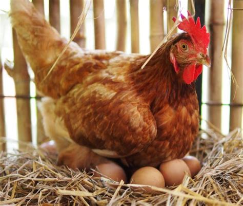 How To Identify Good Quality Layers In Poultry Farming | Afrimash.com ...