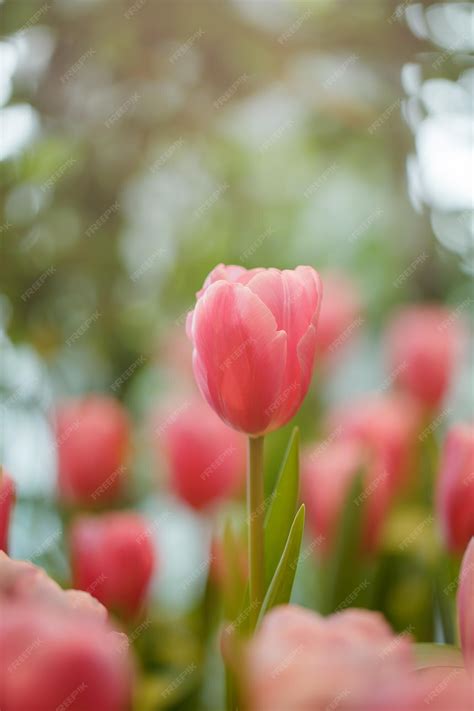 Premium Photo | Pink tulips in garden