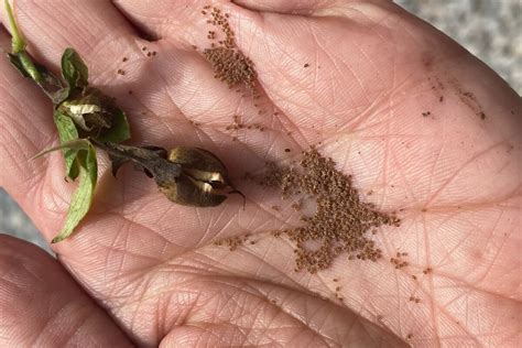 How to Collect Foxglove Seeds