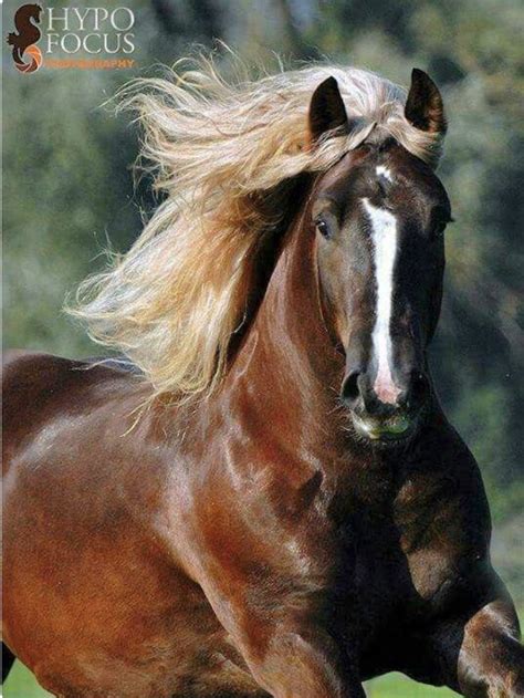 Liver chestnut horse with windblown flaxen mane. Power and beauty ...