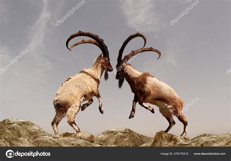 Ibex Animal Fighting