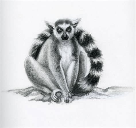 Lemur by rebekahlynn on DeviantArt