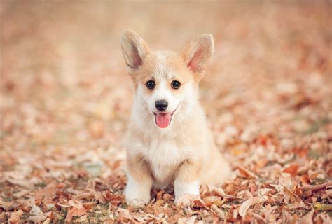 Mini Corgis: Everything You Need To Know - Stumps and Rumps