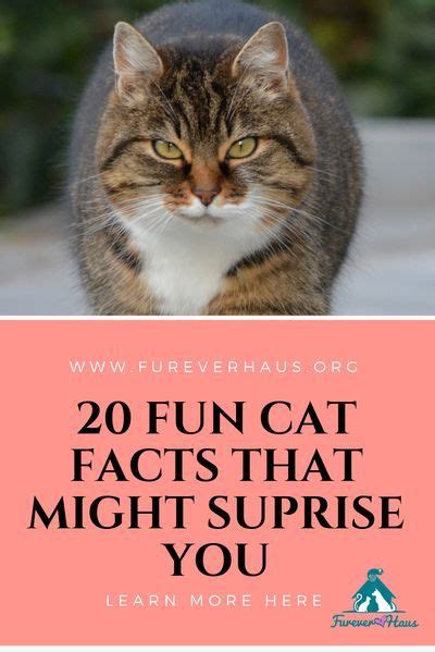 20 Fun Facts About Cats | Cat facts, Fun facts about cats, Cat advice