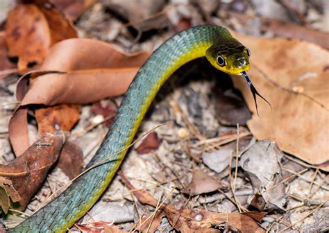 Green Tree Snake | Common Tree Snake | Snake Rescue SC