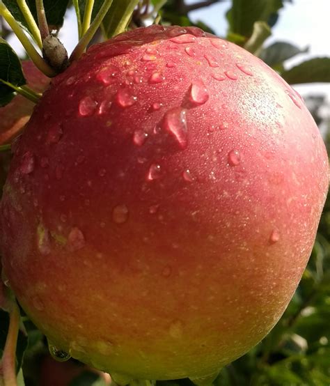 What's Picking? - Apple Barn Orchard & Winery