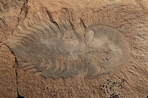 Gallery: Amazing Cambrian Fossils from Canada's Marble Canyon | Fossils ...