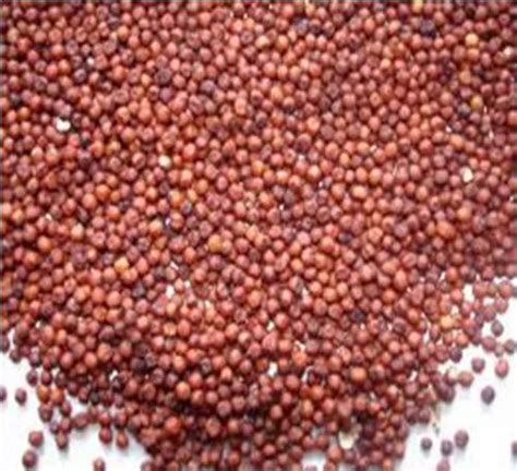 Finger Millet (Ragi, Mandia, Keppai, Nagli) at best price in Hyderabad