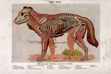 Dog Anatomy Chart Of Organs