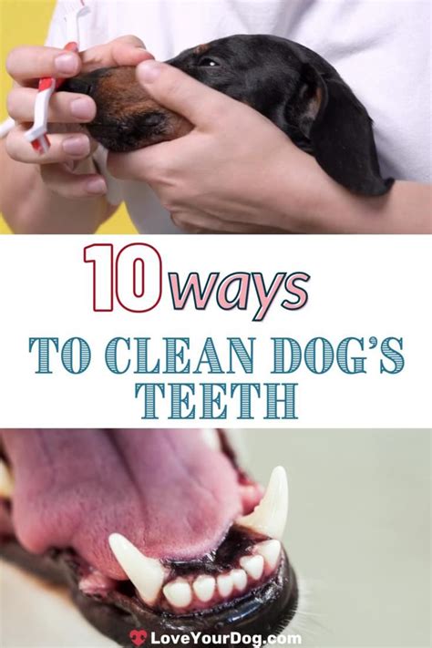 10 Ways To Clean Your Dog's Teeth Without Using a Toothbrush [Video] [Video] | Dog teeth ...