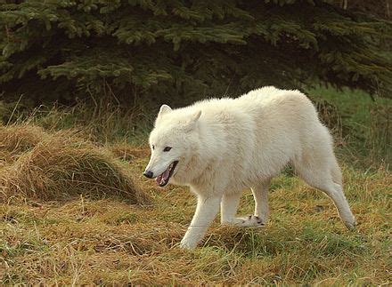 Wolf distribution - Wikipedia