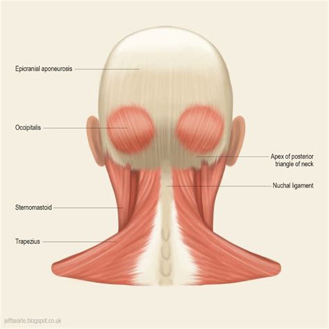 Neck Muscle Anatomy, Anatomy Back, Head Anatomy, Anatomy Study, Head ...