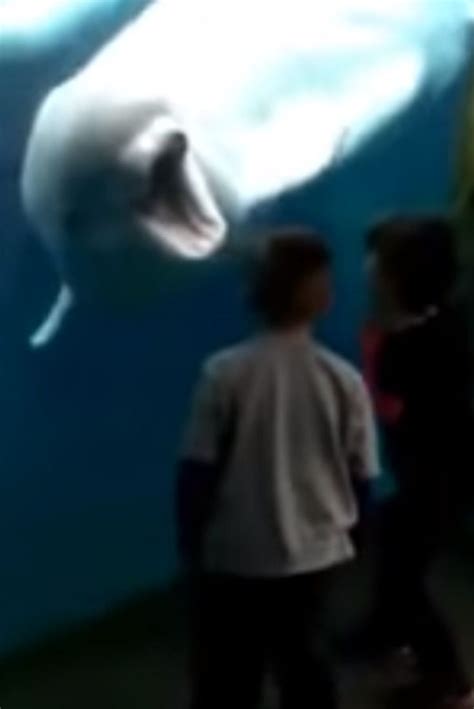 2 Kids Are Fascinated By A Beluga Whale, But When He Does THIS At :53, They Scream! (VIDEO) # ...