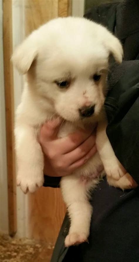 AKita Mix Puppies | MonDak Animal Rescue