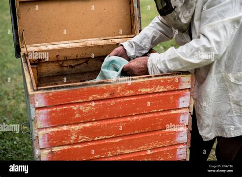 Beekeeper checking a hive Stock Photo - Alamy