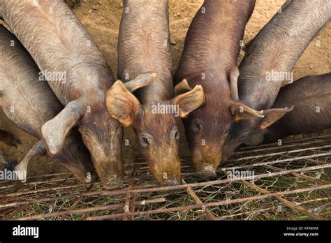 Iberian pig farming Stock Photo - Alamy