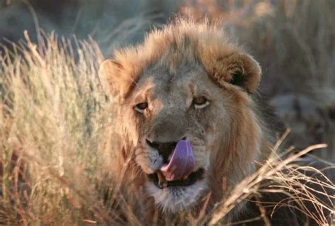 Lion cat wild animal Photos in .jpg format free and easy download ...