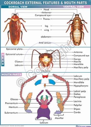 Termite Pest Controls: Mouthparts Of Cockroach