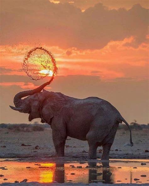 Photo Elephant, Elephant Art, African Elephant, African Animals, Happy Elephant, Wild Elephant ...