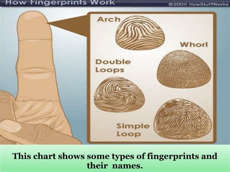 Fingerprint Types Chart