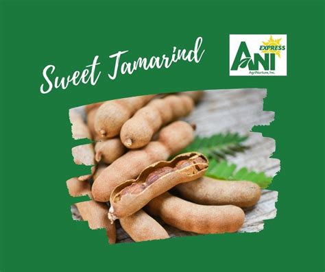 Sweet Tamarind (Sampaloc) 500g box – Fresh Harvest