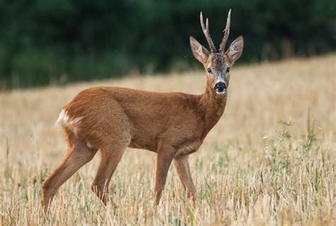 Roe deer (Capreolus Capreolus) - Glenlivet Wildlife