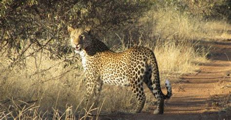 leopard © Simon Espley | Leopard hunting, Leopard, African wildlife