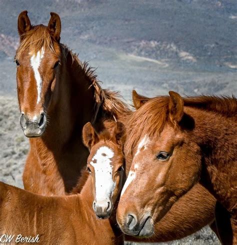 Idaho Wild Horses | Wild horse pictures, Wild horses photography, Horses