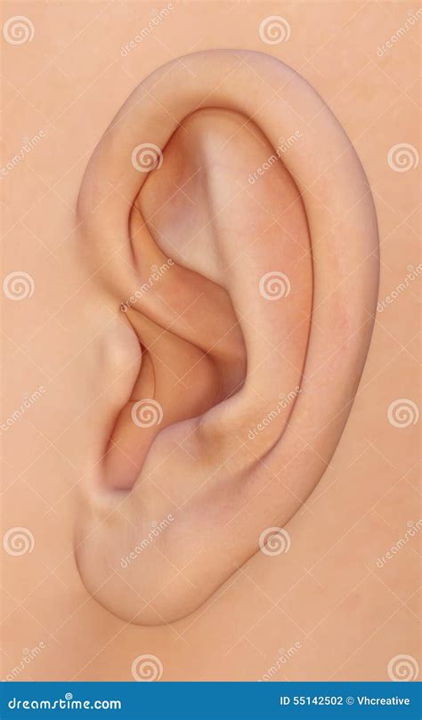 Ear, Auricle - the Human Outer Ear Anatomy Stock Photo - Image of skin, sound: 55142502